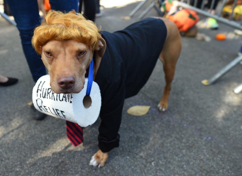 dog halloween costumes