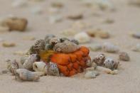 Hermit Crabs (family Paguroidea), unlike other crustaceans, have a soft abdomen. They protect themselves by occupying empty seashells, which they carry around. As they grow bigger, they abandon the old seashell for a new one. They are commonly seen on the beaches and once in a while, a feeding frenzy such as this one (they are feeding on a Pandanus fruit) is also seen.