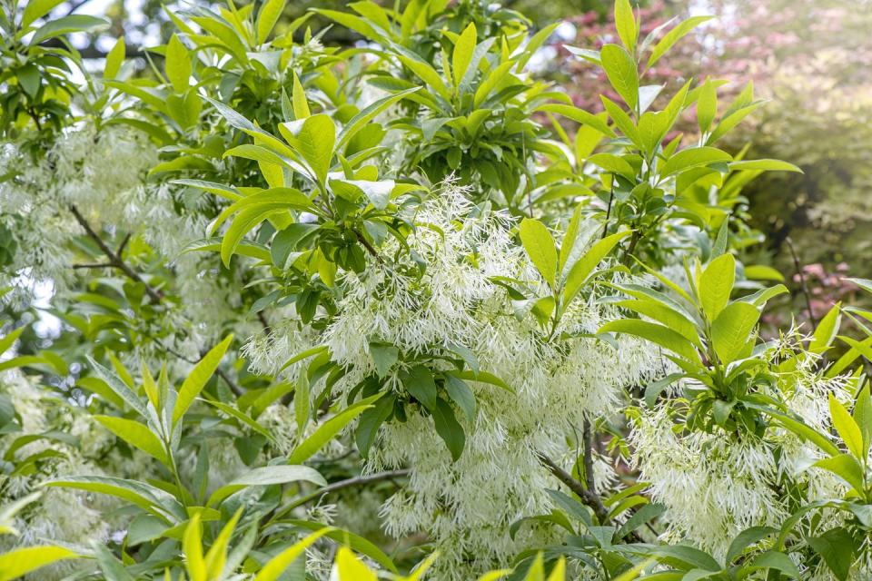 close up image of chionanthus virginicus, the white fringe tree flowers