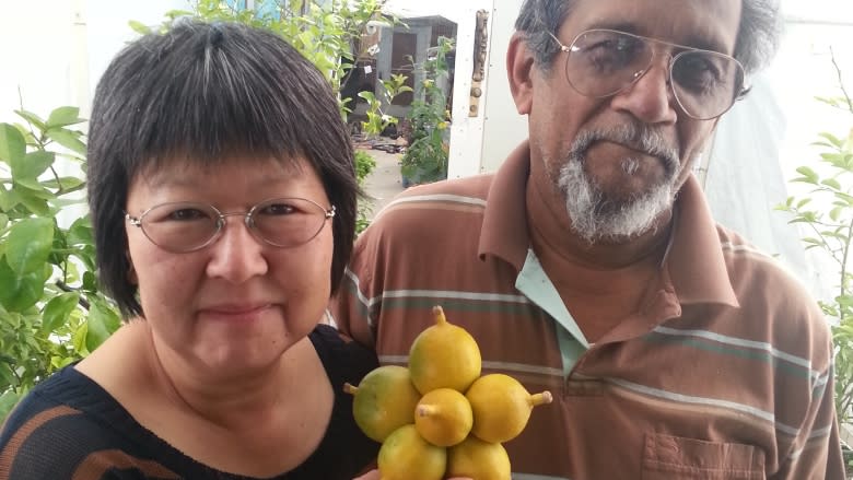 Saskatoon couple breed lemon trees for Prairie windowsills