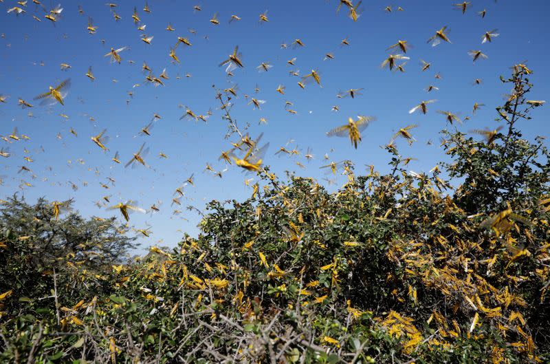 Desert locusts fly over a tree at a ranch near the town of Nanyuki in Laikipia county