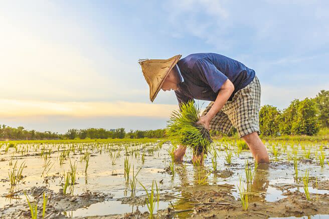新竹縣政府全額補助65歲以上和原住民55歲以上農民健康保險自付額，全縣有9518名老農民受惠。（羅浚濱攝）