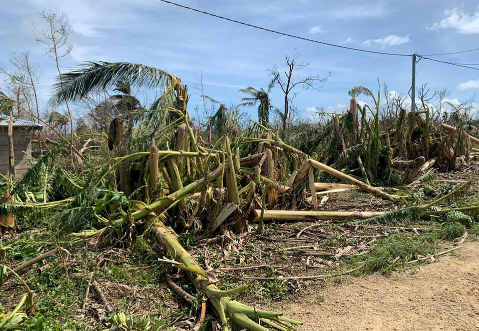 In this April 8, 2020 photo supplied by World Vision, shows a damaged crop from cyclone Harold on the island of Santo in Vanuatu.Vanuatu. New Zealand announced Wednesday, April 8, 2020 it would help Vanuatu rebuild from the cyclone with aid of up to 500,000 New Zealand dollars ($300,000). Foreign Minister Winston Peters said Cyclone Harold had destroyed homes, infrastructure and crops. (World Vision via AP)