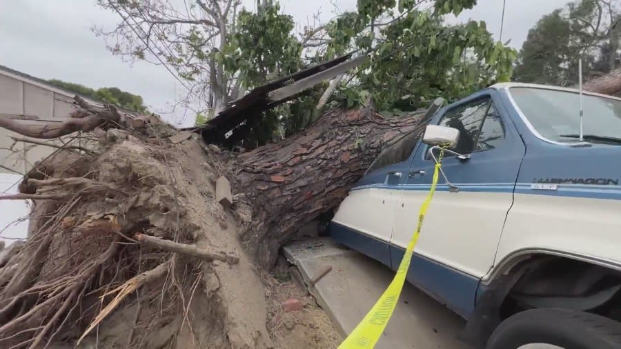 The tree's massive roots are seen as the trunk crushes a van parked on the driveway of a Monrovia home.