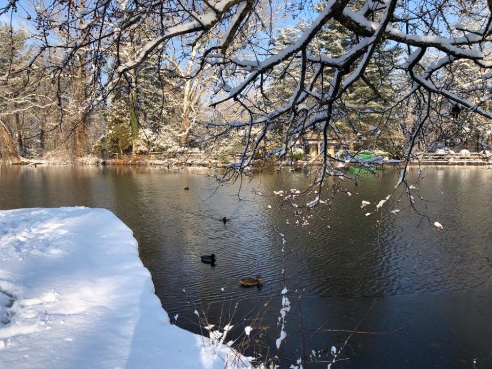 Ducks had picturesque Lake Afton all to themselves Friday morning as the lake wasn’t covered in the ice.