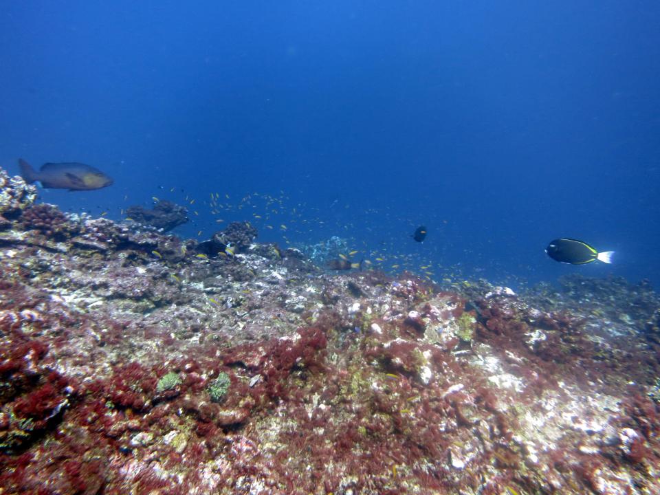 This photo provided by NOAA, taken in May 2016 shows bleaching and some dead coral around Jarvis Island, which is part of the U.S. Pacific Remote Marine National Monument.