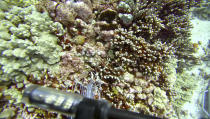 In this Sept. 13, 2019 image taken from video provided by Arizona State University's Center for Global Discovery and Conservation Science, ecologist Greg Asner dives over a coral reef in Papa Bay near Captain Cook, Hawaii. "Nearly every species that we monitor has at least some bleaching," Asner said. (Greg Asner/Arizona State University's Center for Global Discovery and Conservation Science via AP)