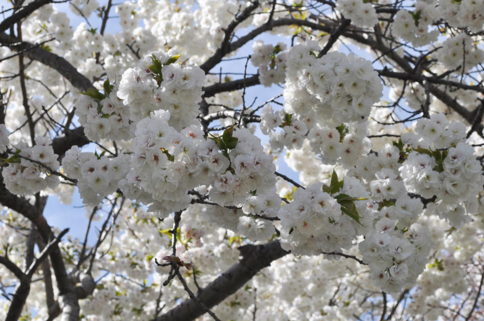 This April 8, 2012 photo shows a Prunus serrulata "Shirotae," Mt. Fuji cherry tree in the New York Botanical Garden in Bronx, NY. (AP Photo/Lee Reich)