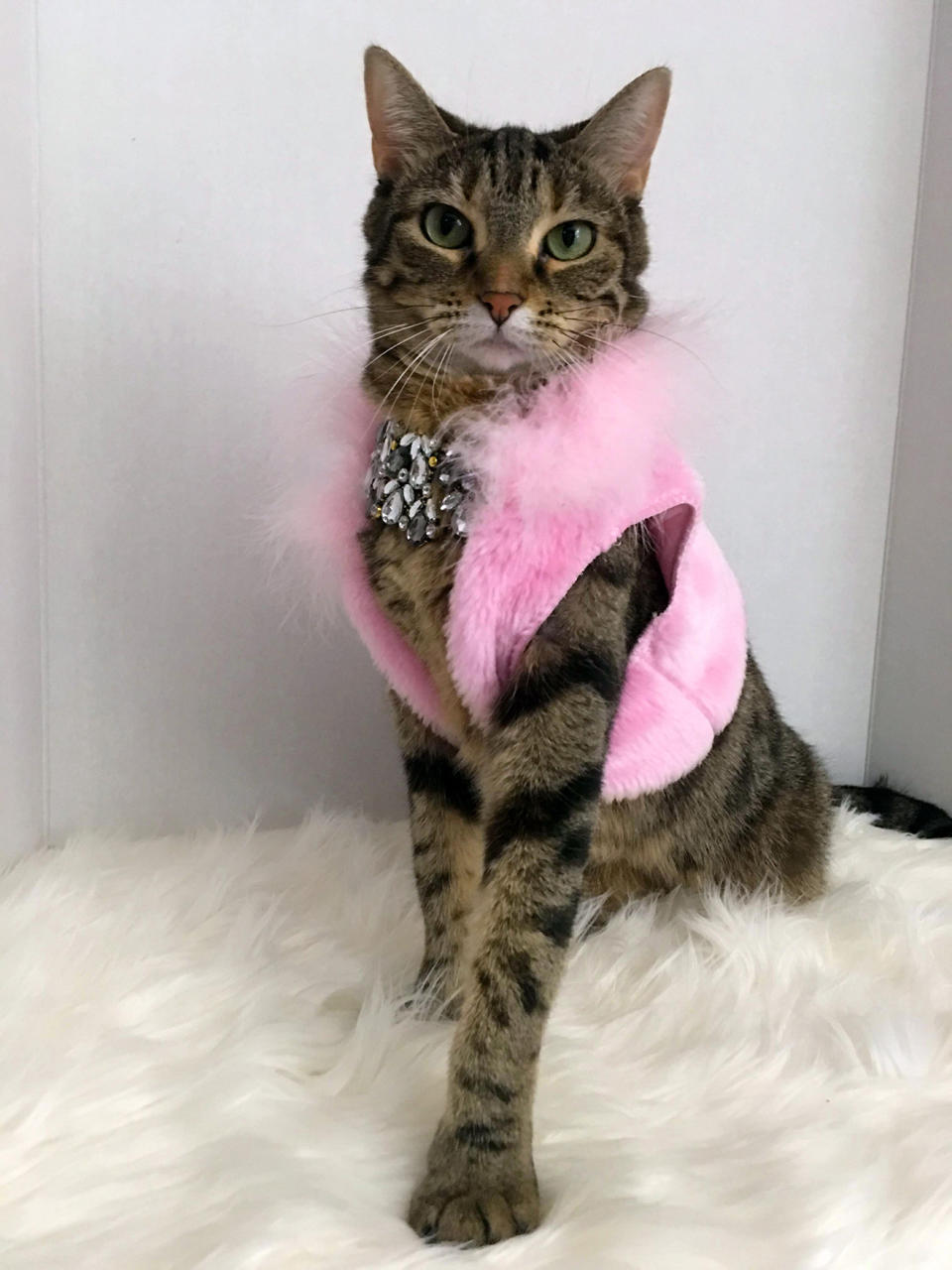 Princess the Glamour Cat