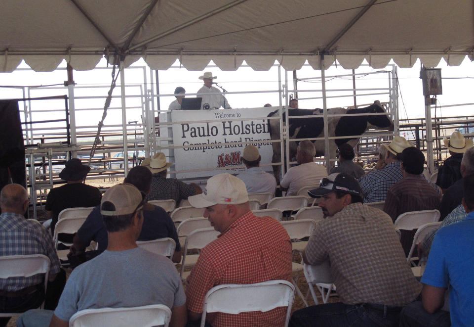 In this photo taken Sept. 14, 2012, people bid on dairy cows from a herd being sold at a dispersal auction in Hanford, Calif. Across California, the nation's largest dairy state, dozens of dairy operators have filed for bankruptcy or sold their herds because of high feed costs and milk prices that are lower than in other states. (AP Photo/Gosia Wozniacka)