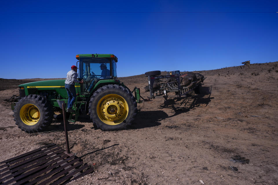 Ranchers move cattle killed by the Smokehouse Creek Fire out of burned ranch land, Friday, March 1, 2024, in Skellytown, Texas. The wildfire, which started Monday, has left behind a charred landscape of scorched prairie, dead cattle and burned-out homes in the Texas Panhandle. (AP Photo/Julio Cortez)