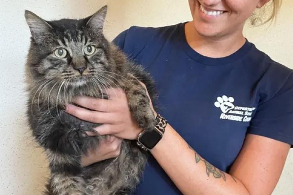 <p>Riverside County Department of Animal Services</p> Butters the cat reunited with owners after missing for 12 years.