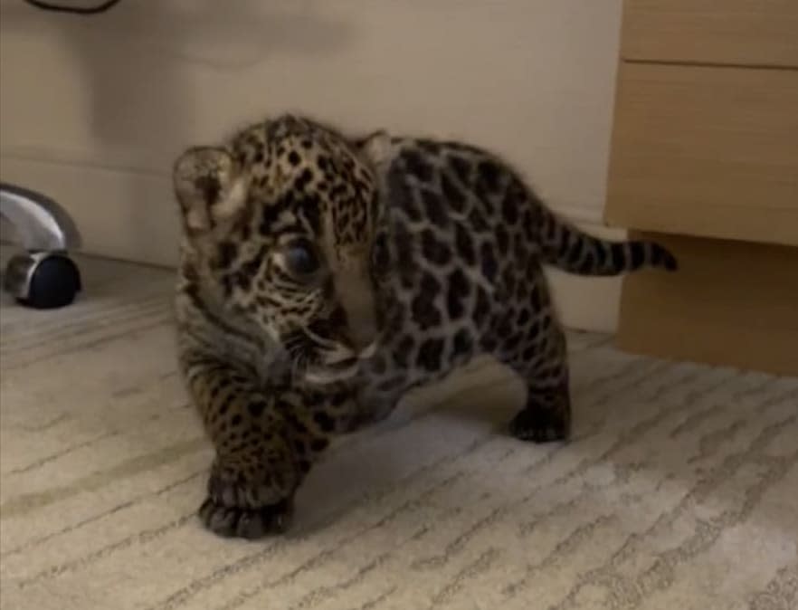 <div class="inline-image__caption"><p>The jaguar cub allegedly trafficked by Meyer.</p></div> <div class="inline-image__credit">Courtesy U.S. Fish and Wildlife Service</div>