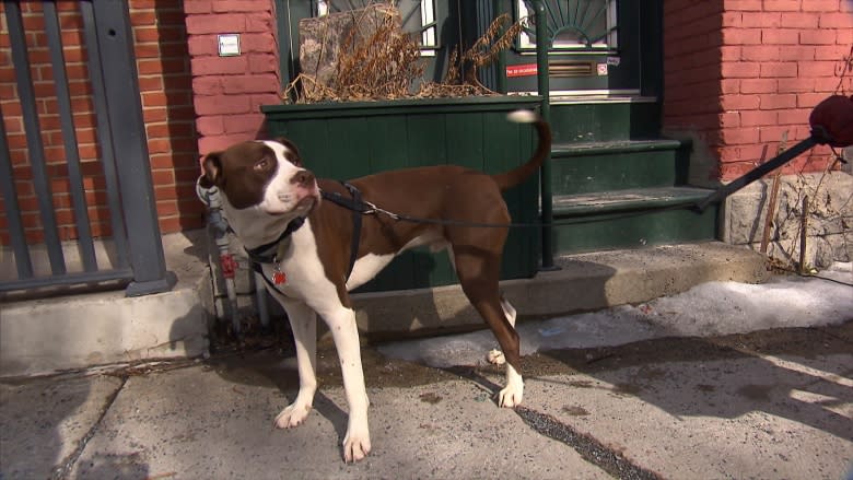 Montreal hears citizen concerns as it drafts new animal control bylaw