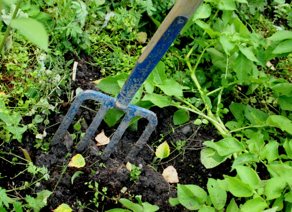 10 "Zero Dollar" Garden Hacks