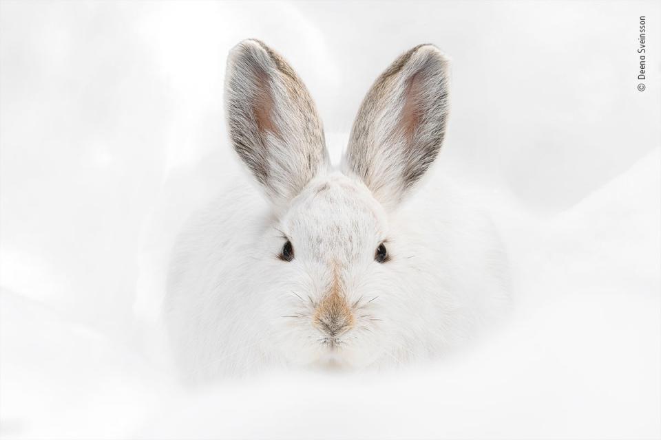 Snowshoe hare stare (Deena Sveinsson/Wildlife Photographer of the Year)