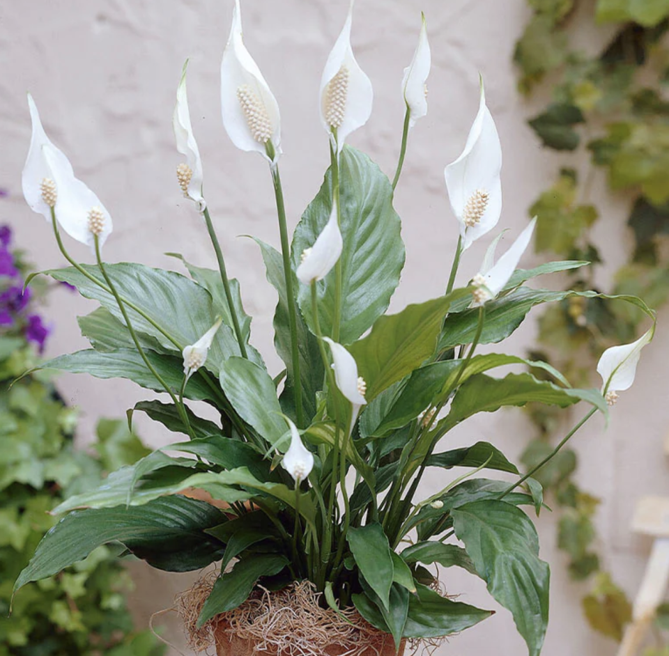 peace lily plant