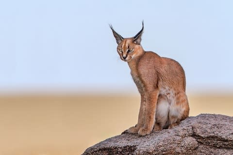 caracal Namibia - Credit: istock