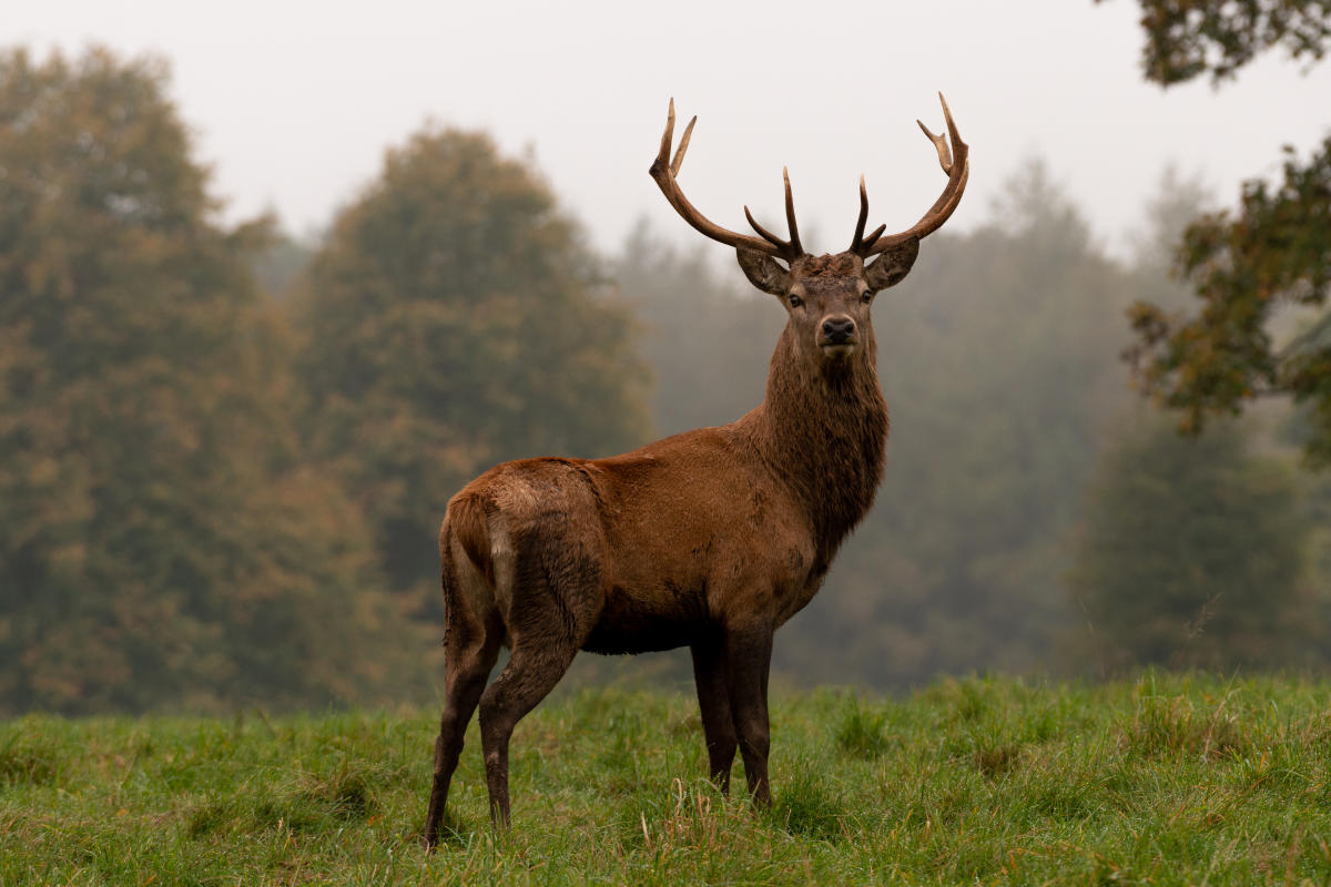 La maladie du “cerf zombie” inquiète les scientifiques et les chasseurs