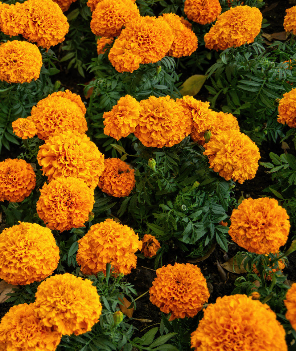 orange marigolds