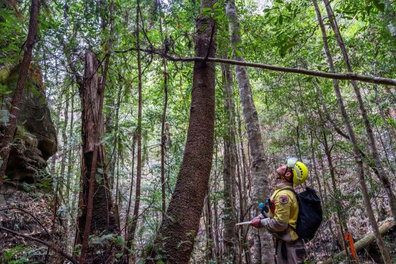 Endangered Wollemi Pines bushfire damage inspection at Wollemi National Park