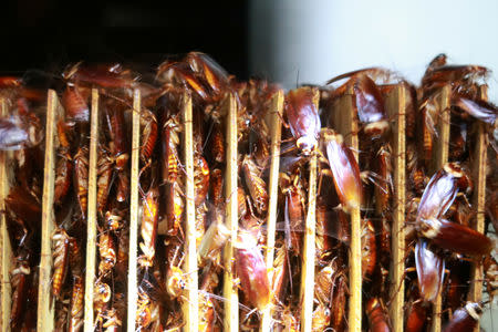 Cockroaches are seen among cardboards at a farm operated by pharmaceutical company Gooddoctor in Xichang, Sichuan province, China August 10, 2018. REUTERS/Thomas Suen