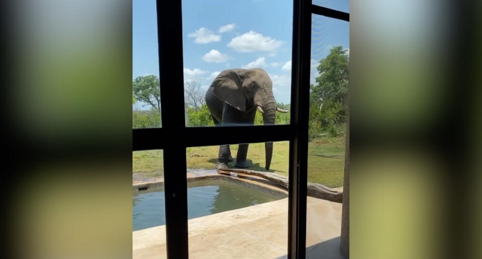 Un elefante se cuela en el jardín de una cabaña del parque Nacional Kruger para beber agua de la piscina. (Crédito: Twitter/@laraleito)