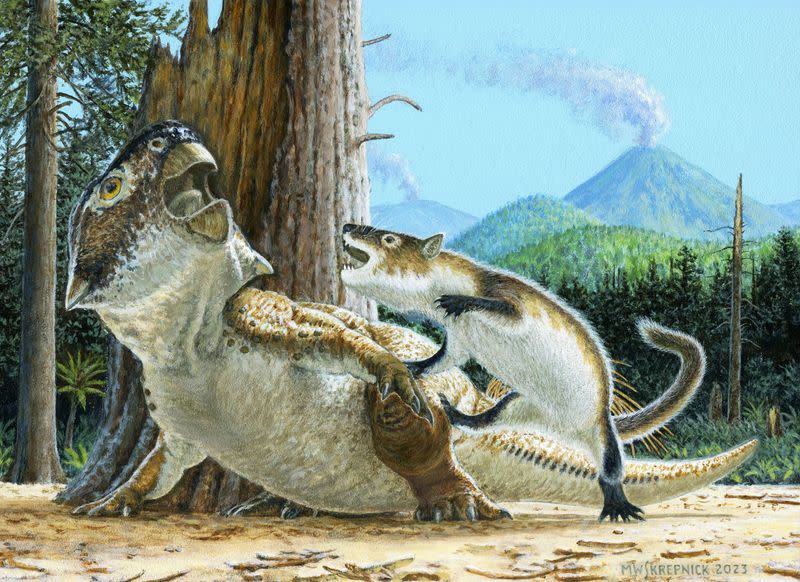 Cretaceous carnivorous mammal Repenomamus robustus attacking the plant-eating dinosaur Psittacosaurus lujiatunensis