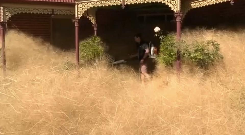 Hairy panic in Wangaratta this week. (Photo: 7 News)