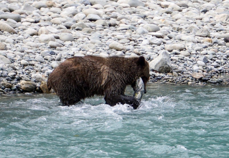 A Grizzly bear catches salmon for dinner in a river in British Columbia, Canada. (Photo by: Matthew Bailey/VWPics/Universal Images Group via Getty Images)