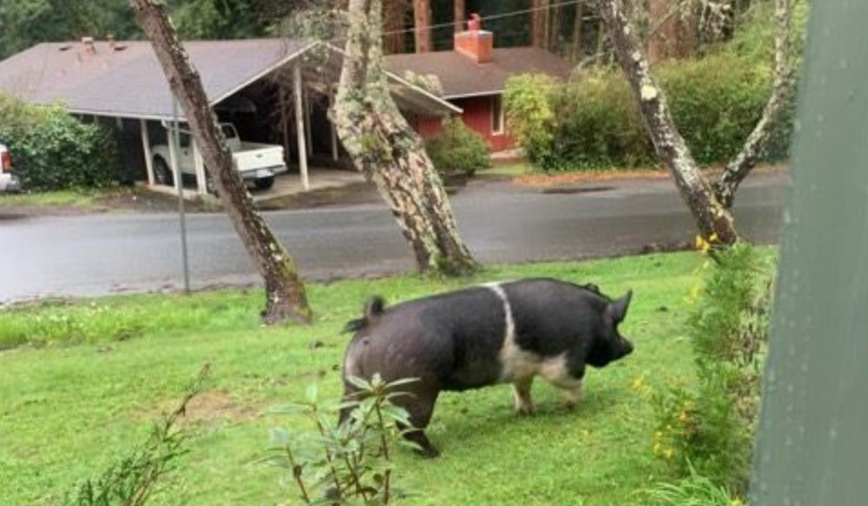 Princess the pig was apprehended by police who asked a neighbor to watch her until they could locate her owner. When police returned with the owner, the neighbor had slaughtered the pig. (Photo: Facebook)