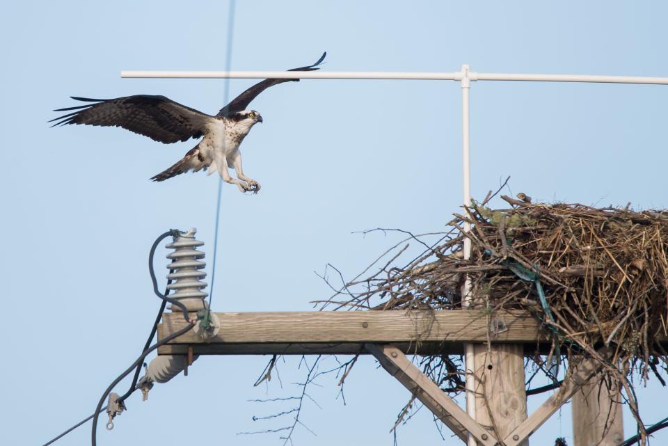 An osprey nesting on a utility pole topped with a t-bar shaped deterrent.