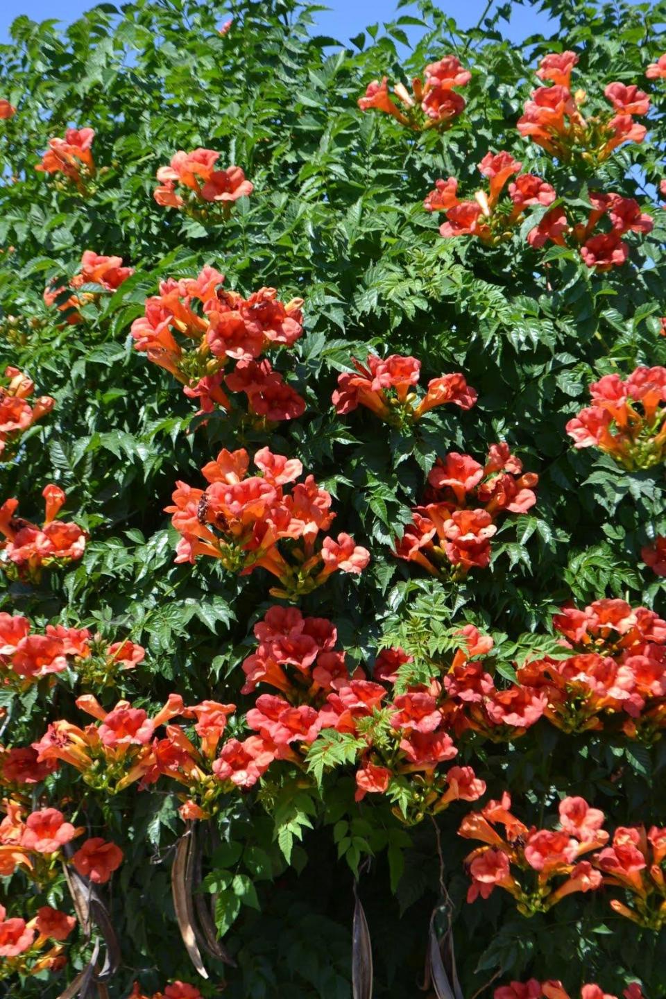 Orange Trumpet Vine Plant