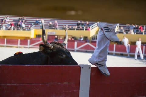 La Course Camarguaise does not involve the killing of the bulls - Credit: GETTY