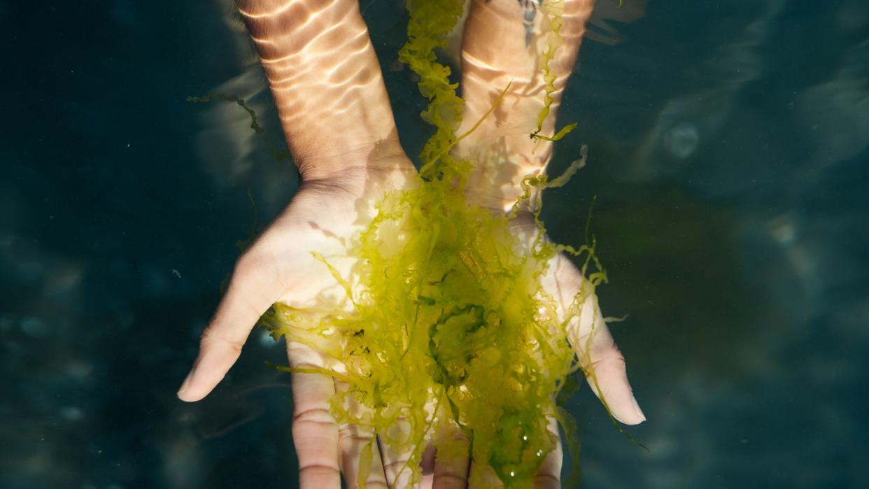 hands holding seaweed underwater