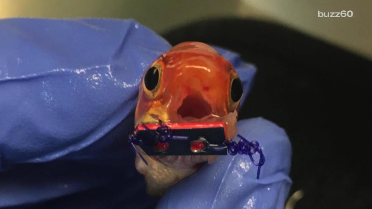 This Tiny Goldfish Just Got Braces and It's Winning the Internet