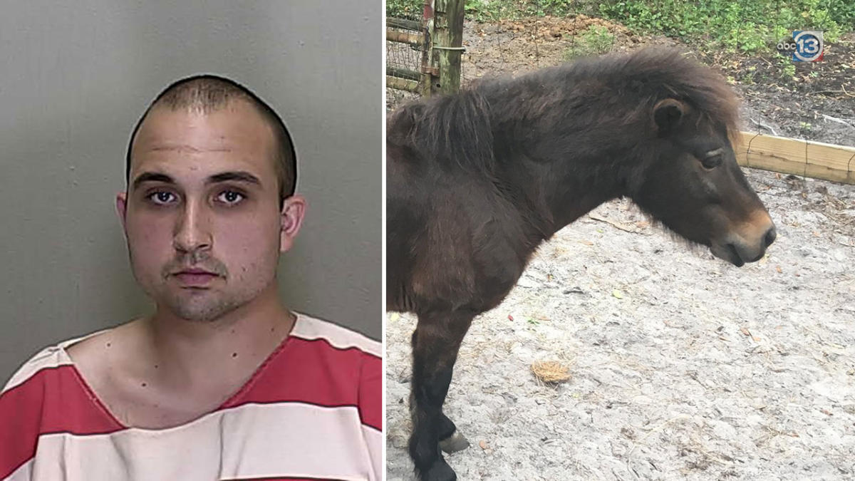 Florida man allegedly had sex with miniature horse 4 times