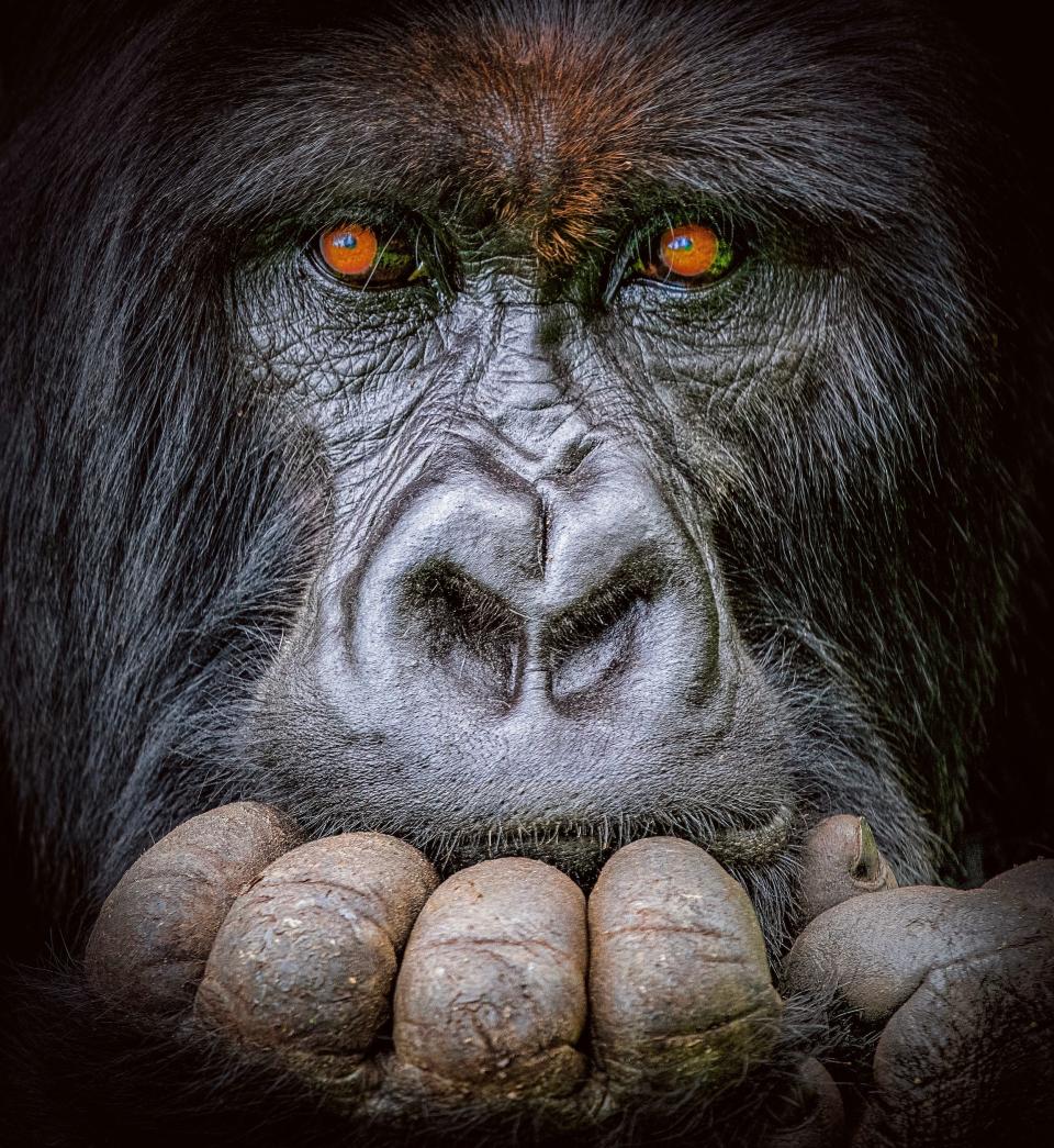 "Mountain Gorilla," by Michelle Kranz. This image of a gorilla in Rwanda's Volcanoes National Park is the grand prize winner of the 2022 Benjamin Mkapa Wildlife Photography Awards, now on view at the Society of the Four Arts.