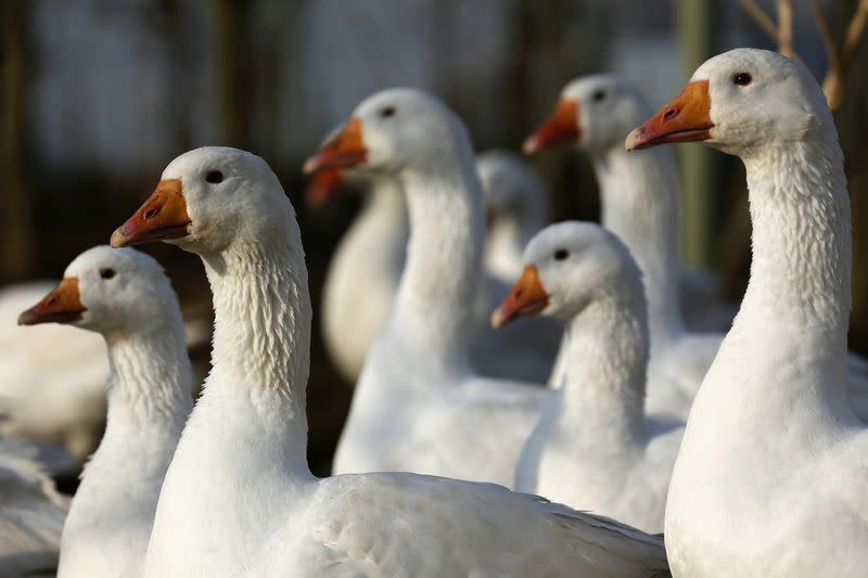 FILE PHOTO: Geese stand in a field at Church Farm in Ardeley, southern England