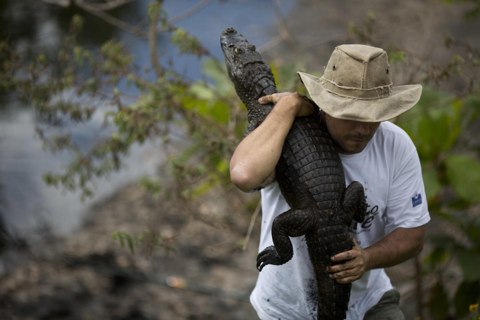 In this Oct. 14, 2013 photo, ecology professor Ricardo Freitas holds onto to a broad-snouted caiman he caught to examine, then release back into the water channel in the affluent Recreio dos Bandeirantes suburb of Rio de Janeiro, Brazil. With a population that’s 85 percent male, a serious demographic problem is looming for Rio’s caimans, said Freitas, who suspects that the uncontrolled release of raw sewage is behind the gender imbalance. Organic matter raises water warmer and among caimans, high temperatures during a certain stage of incubation result in male offspring. (AP Photo/Felipe Dana)