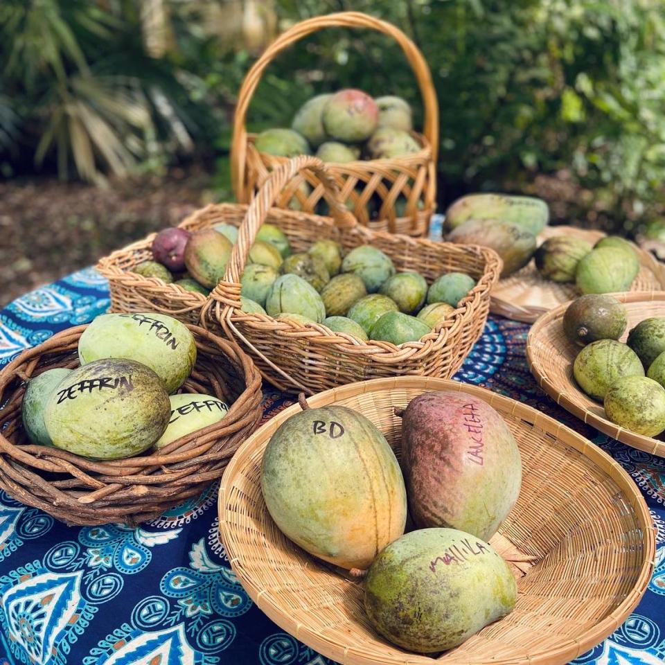 Entre las múltiples ofertas hay la popular cata de distintas variedades de mangos.