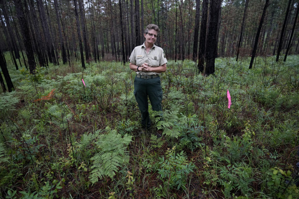 Emlyn Smith, a biologist with the U.S.Forest Service, briefs the involved parties as they prepare to release several of about 100 Louisiana pine snakes, bred by the Memphis Zoo, which are a threatened species, in Kisatchie National Forest, La., Friday, May 5, 2023. (AP Photo/Gerald Herbert)