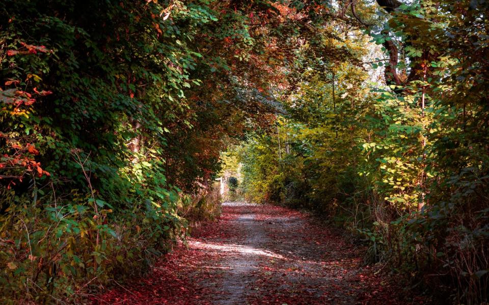 Autumn path, Peak District, Derbyshire - joe daniel price/Getty