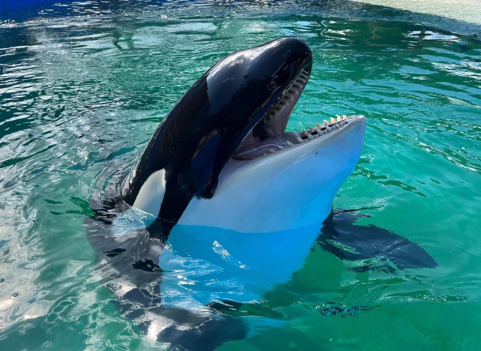 Tokitae the killer whale, also known as Toki or Lolita, lives at Miami Seaquarium on Key Biscayne.