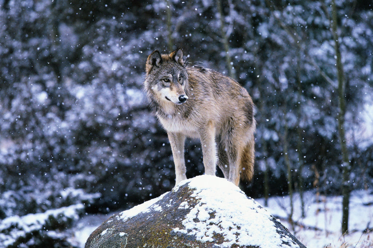 Gray Wolf on Snowy Rock Getty Images/John Conrad