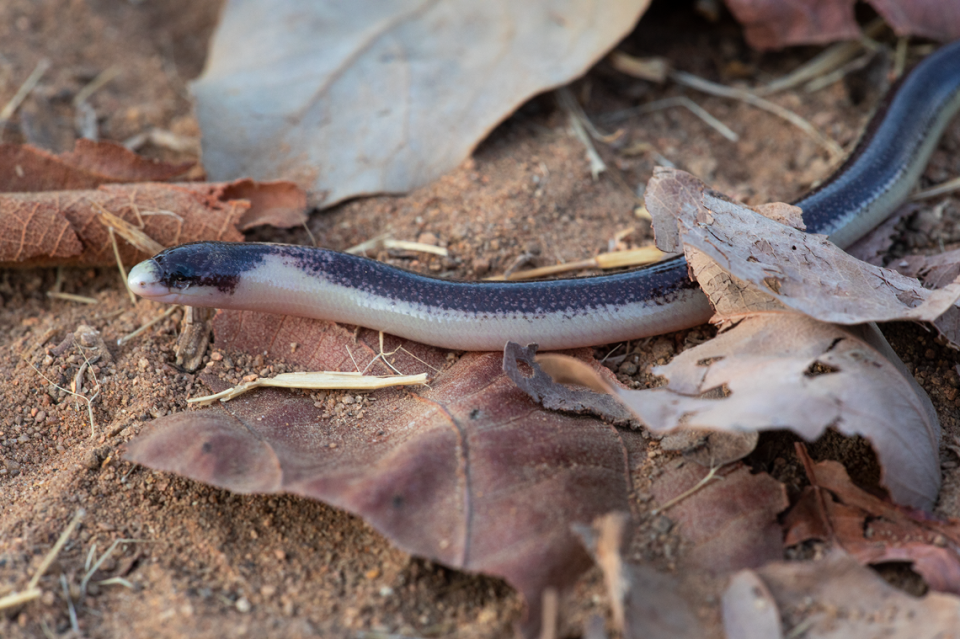 An Acontias mukwando, or Serra da Neve lance-skink, in its natural habitat.