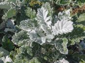 <p>Dusty Miller, also called Silver Ragwort, has enchanting silver/white leaves with scalloped and frilled edges. This hardy plant would suit a mixed planting arrangement as it offers a neutral but delicate backdrop for more vibrant plants. Dusty Miller is both heat and drought resistant – a double whammy. It does best in moist, well-drained soils in full sun, but is tolerant of most soil types. Dusty Miller is easy to grow and offers a unique vibe to your typical garden space. It produces tiny yellow flowers during mid-summer but the leaves are the real star of the show. Popular varieties include 'Cirrus', 'Silver Lace' and 'Silver Dust'.<br></p><p><strong>SHOP NOW...</strong></p><p>• <a href="https://www.suttons.co.uk/flower-seeds/all/cineraria-maritima-seeds-silver-dust_mh-486" rel="nofollow noopener" target="_blank" data-ylk="slk:Cineraria maritima Seeds - Silver Dust via Suttons;elm:context_link;itc:0;sec:content-canvas" class="link ">Cineraria maritima Seeds - Silver Dust via Suttons</a></p><p>• <a href="https://www.etsy.com/uk/listing/1032704326/jacobaea-maritima-silver-ragwort-dusty" rel="nofollow noopener" target="_blank" data-ylk="slk:Dusty Miller Seeds via Etsy;elm:context_link;itc:0;sec:content-canvas" class="link ">Dusty Miller Seeds via Etsy</a></p>