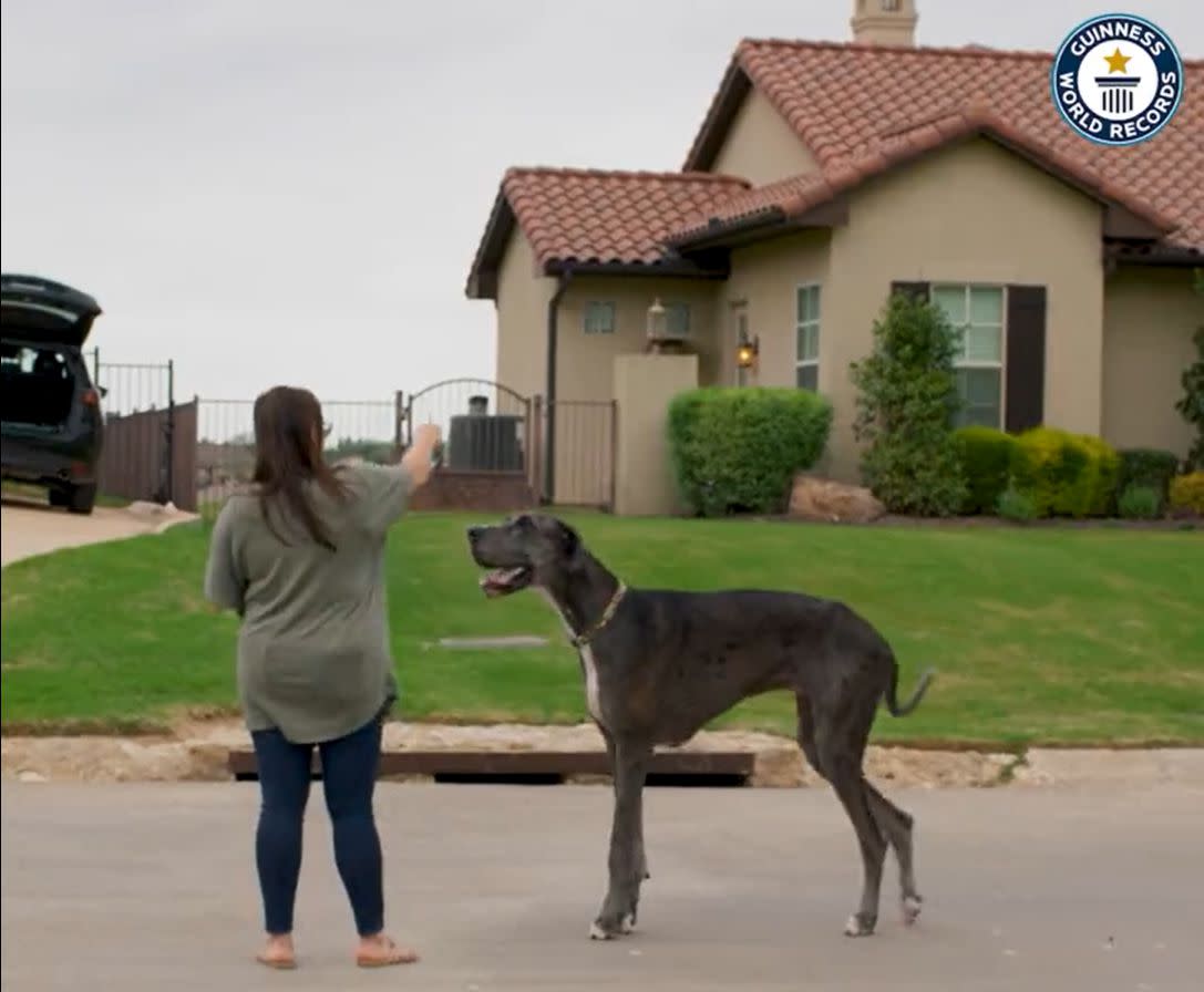 Guinness World Records announced Wednesday there was a new world’s tallest dog, Zeus. (guinnessworldrecords.com)