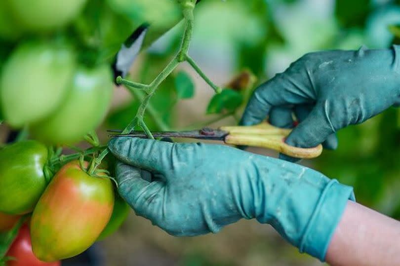 pruning tomato