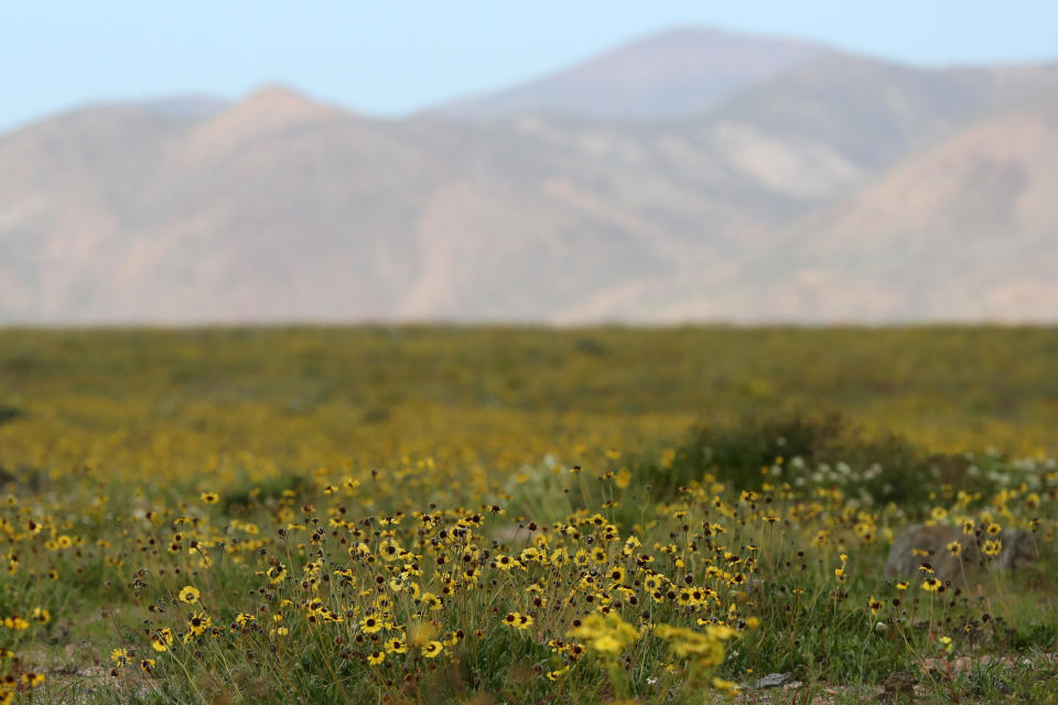 (FOTOS) Florece en Chile el desierto más árido del mundo